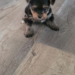 Yorkshire Terrier Puppies from Southeast Virginia Yorkies