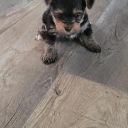 Yorkshire Terrier Puppies from Southeast Virginia Yorkies