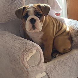 Bulldog Puppies from Kandyland Bulldogs