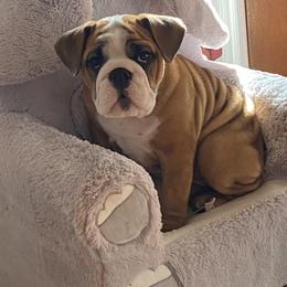 Bulldog Puppies from Kandyland Bulldogs