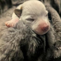 Girl 3 - Red speckled female Australian Cattle Dog puppy in Rogue River, Oregon from FullMoon Cattle Dogs