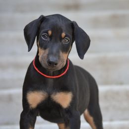 Doberman Pinscher Puppies from Obsidian Kennels