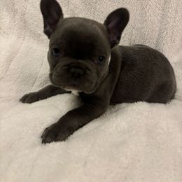 French Bulldog Puppies from Wyo frenchies