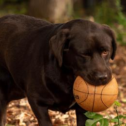 Labrador Retrievers from Queen City Labradors