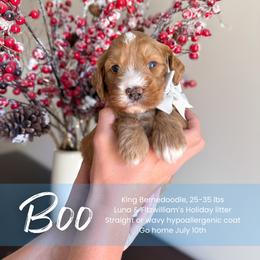 Boo - Red male Bernedoodle puppy in South Jordan, Utah from Wonderful World Doodles