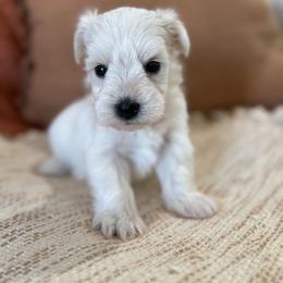 Atlas - Wheaten male Miniature Schnauzer puppy in La Mirada, California from SchnauzersRus