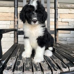 Luna - Tri-color female Bernedoodle puppy in Holtwood, Pennsylvania from Country Ridge Puppies