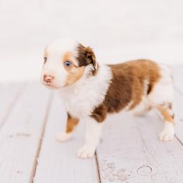 Chief Bogo - Red merle male Miniature Australian Shepherd puppy in Enoch, Utah from Twisted H Aussies