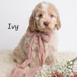 Ivy - Lemon and white female Springerdoodle puppy in Fargo, North Dakota from Dakota SpringerDoodles