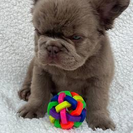 Roux - Blue male French Bulldog puppy in Miami, Oklahoma from Destiny Jones