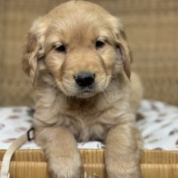 Mr Tan - Golden male Golden Retriever puppy in Tonasket, Washington from Denzil’s Goldens