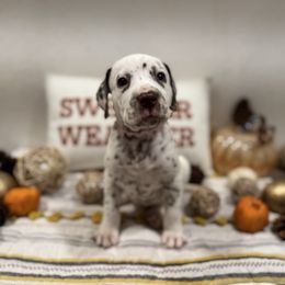 Glue stick - White and liver brown female Dalmatian puppy in Carlsbad, New Mexico from ECMO Farm Dalmatians & Labrador Retrievers