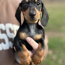 Bill - Black and tan male Dachshund puppy in Mascot, Tennessee from Magnolia Pearl Dachshunds