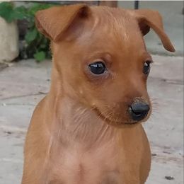 Miniature Pinscher Puppies from Sidels Miniature Pinscher