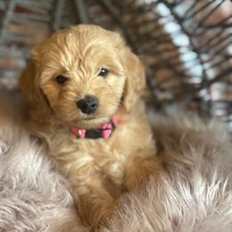 Princess Peggy - Apricot female Goldendoodle puppy in Corona, California from SoCalFamilyFrenchies, Doodles and more