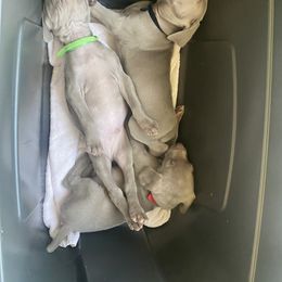 Weimaraner Puppies from Palmetto State Weimaraners