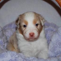 Case - Red merle male Australian Shepherd puppy in Alma, Georgia from Epiphany Australian Shepherds