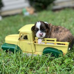 Green collar - Frankie - Brindle and white male Shorkie puppy in Mays Landing, New Jersey from Fancy Paws Shorkies & Shih Tzus