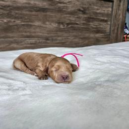Pink - Red female Cavapoo puppy in South Jordan, Utah from Lucky Doodle Pups