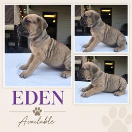 Eden - Fawn female Cane Corso puppy in Elkhart, Indiana from Martins Almighty Cane Corsos