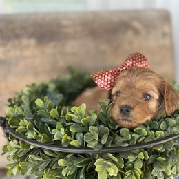 Cavapoo Puppies from Wednesday & Co