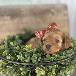 Cavapoo Puppies from Wednesday & Co
