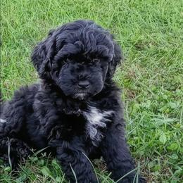Jordon - Black male Goldendoodle puppy in Lewistown, Pennsylvania from Southern Star Goldendoodles