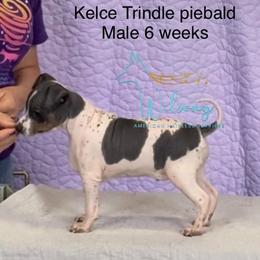 Kelce - White and black male American Hairless Terrier puppy in Smith Center, Kansas from Wilsong Kennel