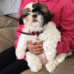 Shih Tzu Puppies from Precious to the world Shih Tzu’s