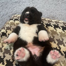 Akita puppies from Ishikawa Akita's