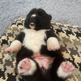 Akita puppies from Ishikawa Akita's