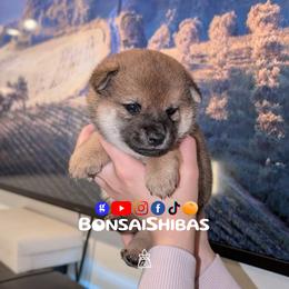 COCO - Red female Shiba Inu puppy in Minnesota from BonsaiShibas