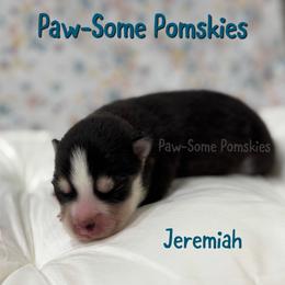Jeremiah - Black and white male Pomsky puppy in Krum, Texas from Paw-Some Pomskies