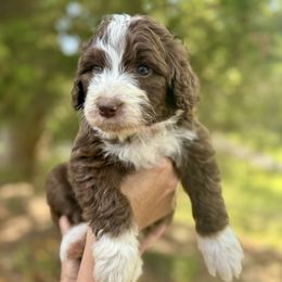 Aussiedoodle Puppies from Doodle Duo