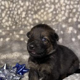 Purple color - Sable female German Shepherd puppy in Marion, Ohio from Legacy K9’s