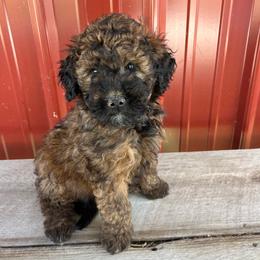 Amazon - Chocolate merle female Bernedoodle puppy in Clarinda, Iowa from Root and Branch Bernedoodles