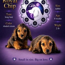 Chip - Cream male Dachshund puppy in Ramona, California from Royal Rose Dachshund Family