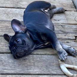 Johnny - Black and tan male French Bulldog puppy in Greenfield, Missouri from Hope Mountain French Bulldogs