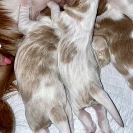 Cavalier King Charles Spaniel Puppies from Cassie’s Cavaliers