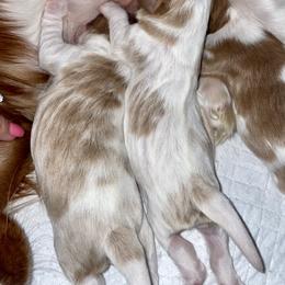 Cavalier King Charles Spaniel Puppies from Cassie’s Cavaliers