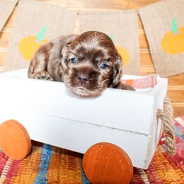 Cavalier King Charles Spaniel, Cavapoo, Cockapoo, and Cocker Spaniel Puppies from Double M Cocker Spaniels