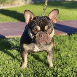 Malibu - French Bulldog