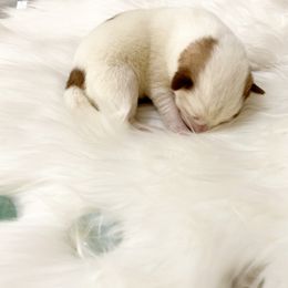 Siberian Husky Puppies from Vixen Siberians