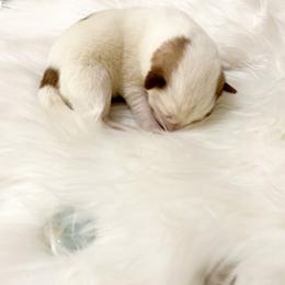 Siberian Husky Puppies from Vixen Siberians