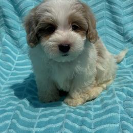 Baby gray - Parti male Maltipoo puppy in Berea, Kentucky from Blair’s Furry Friends