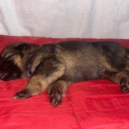 Purple - Sable male German Shepherd puppy in Carbondale, Kansas from T and M Elite Europeans German Shepherds