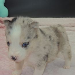 Pomsky and Siberian Husky Puppies from Beastly Beauties Huskies & Pomskies