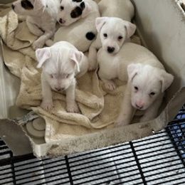 Jack Russell Terrier Puppies from Cedar Grove Jack Russell Terriers