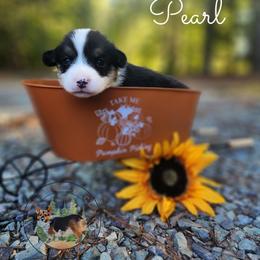 Pearl - Black and white female American Corgi puppy in Cameron, North Carolina from Butts Family Corgis