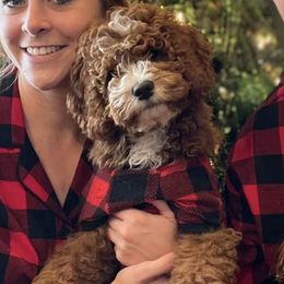 Goldendoodle Puppies from West Michigan Doodles and Poodles